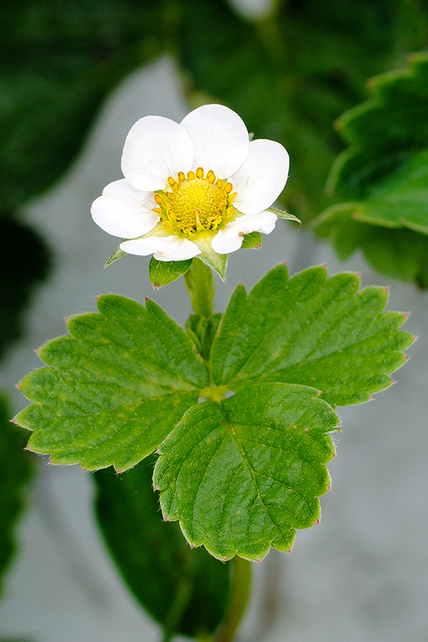 Strawberry Picking | on TheCakeBlog.com