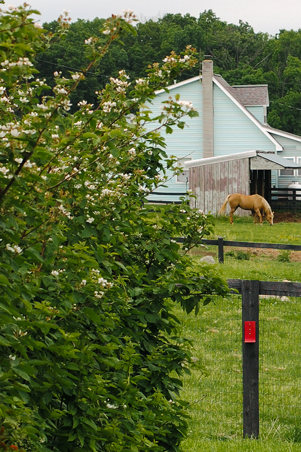 Strawberry Picking | on TheCakeBlog.com
