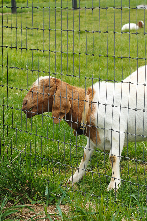 Strawberry Picking | on TheCakeBlog.com