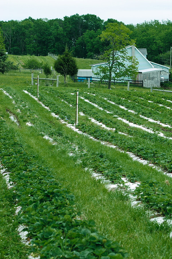 Strawberry Picking | on TheCakeBlog.com