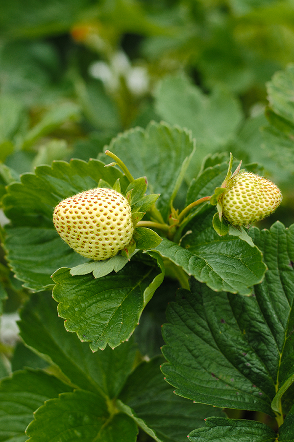 Strawberry Picking | on TheCakeBlog.com